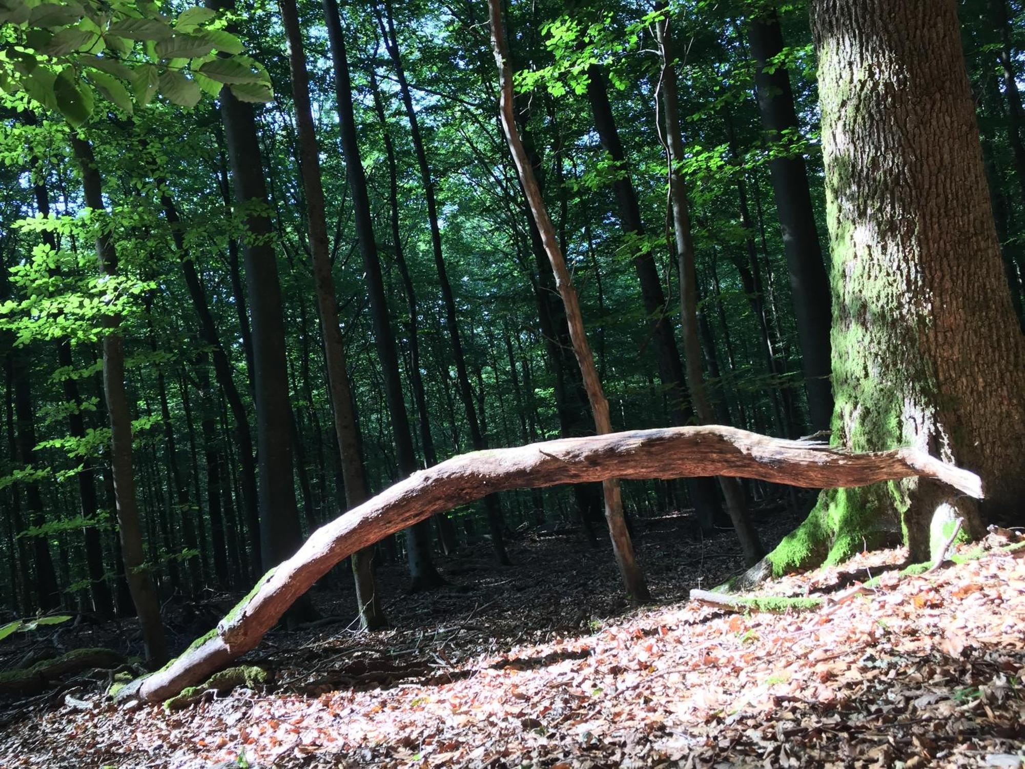 Gittas Paradiesperle Niederdreisbach Dış mekan fotoğraf